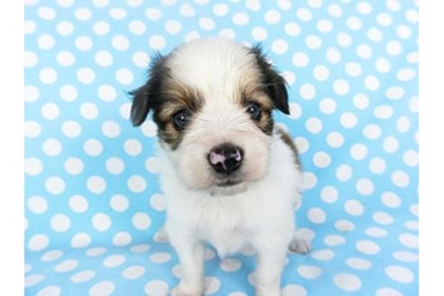 成約済の千葉県のパピヨン-139453の2枚目