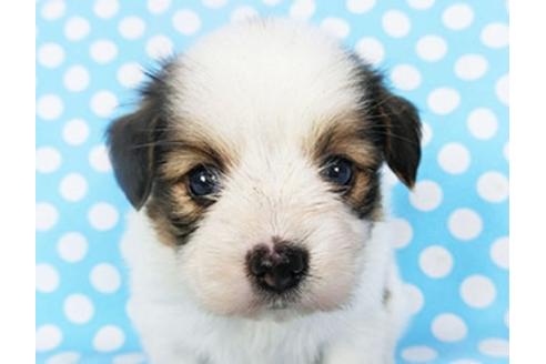 成約済の千葉県のパピヨン-139454の1枚目