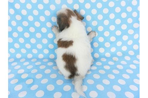 成約済の千葉県のパピヨン-139454の4枚目