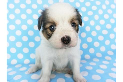 成約済の千葉県のパピヨン-139454の3枚目