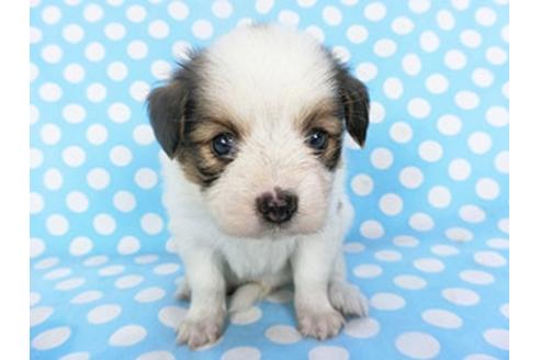 成約済の千葉県のパピヨン-139454の2枚目