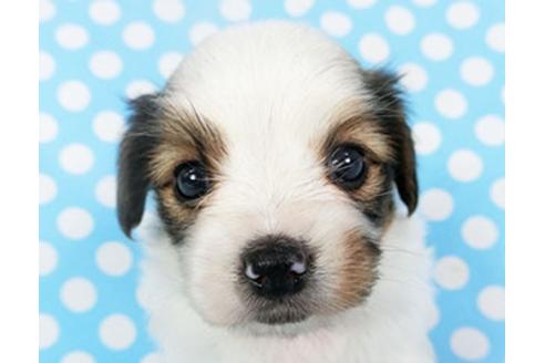 成約済の千葉県のパピヨン-139455の1枚目