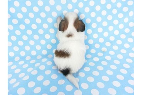 成約済の千葉県のパピヨン-139455の4枚目