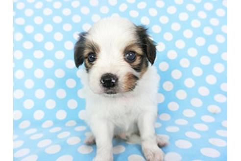 成約済の千葉県のパピヨン-139455の3枚目