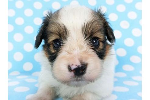 成約済の千葉県のパピヨン-139456の1枚目