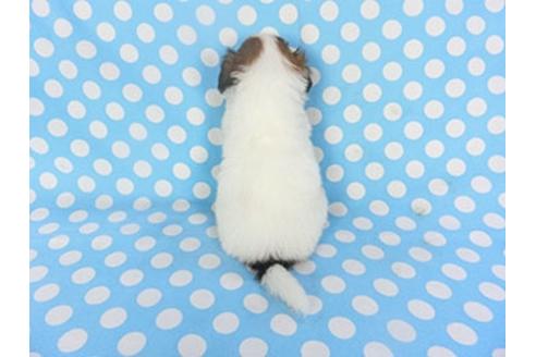 成約済の千葉県のパピヨン-139456の4枚目