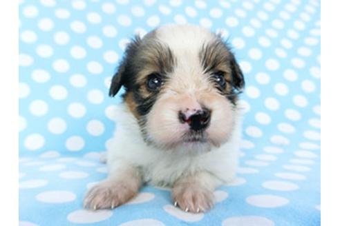 成約済の千葉県のパピヨン-139456の2枚目