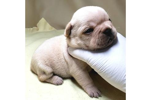 成約済の茨城県のフレンチブルドッグ-139483の5枚目