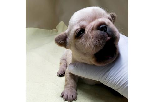 成約済の茨城県のフレンチブルドッグ-139483の3枚目