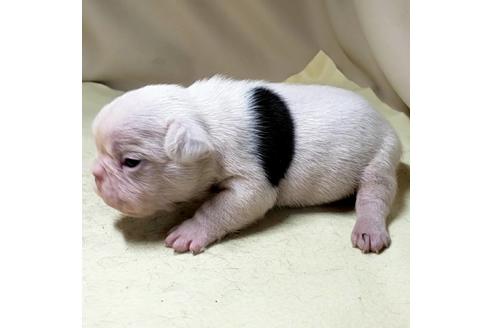 成約済の茨城県のフレンチブルドッグ-139490の4枚目