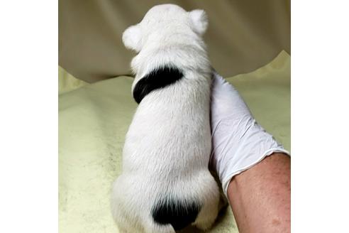 成約済の茨城県のフレンチブルドッグ-139490の3枚目