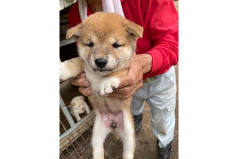 成約済の広島県の柴犬-136463の2枚目