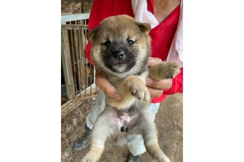 成約済の広島県の柴犬-138405の1枚目