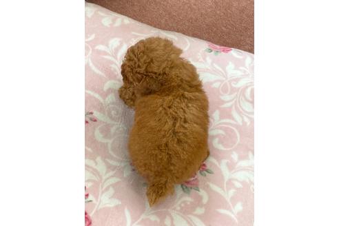 成約済の香川県のトイプードル-138942の2枚目