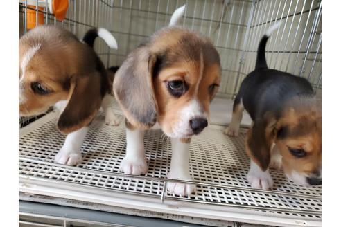 成約済の愛知県のビーグル-138668の2枚目