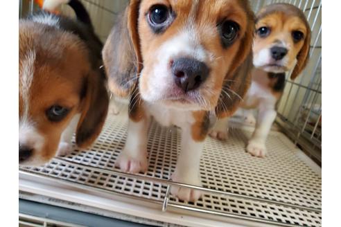 成約済の愛知県のビーグル-138668の3枚目