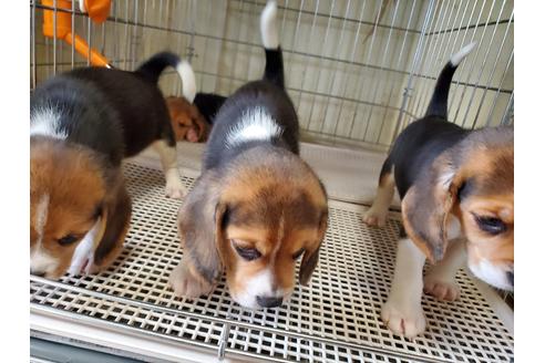 成約済の愛知県のビーグル-138668の4枚目