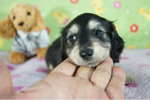 成約済の兵庫県のミニチュアダックスフンド(ロングヘアード)-139528