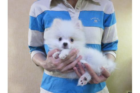 成約済の愛知県のポメラニアン-128651の8枚目