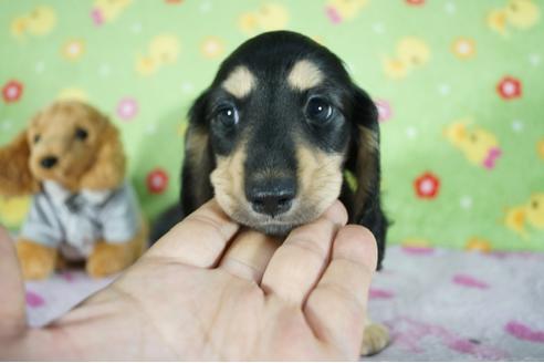 成約済の兵庫県のミニチュアダックスフンド(ロングヘアード)-139536の1枚目