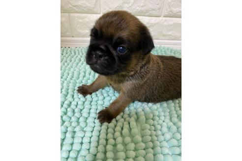 愛知県のプチブラバンソン 男の子 21 06 09生まれ むちコロのブリュッセル君 子犬id ブリーダーナビ 愛知県のプチブラバンソン 男の子 21 06 09生まれ むちコロのブリュッセル君 子犬id ブリーダーナビ