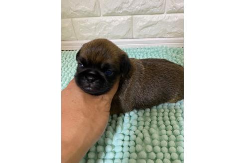 愛知県のプチブラバンソン 男の子 21 06 09生まれ むちコロのブリュッセル君 子犬id ブリーダーナビ 愛知県のプチブラバンソン 男の子 21 06 09生まれ むちコロのブリュッセル君 子犬id ブリーダーナビ