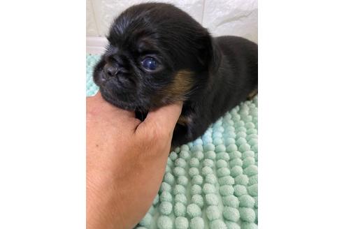 愛知県のプチブラバンソン 男の子 21 06 09生まれ とっても可愛いベルジアン君 子犬id ブリーダーナビ 愛知県のプチブラバンソン 男の子 21 06 09生まれ とっても可愛いベルジアン君 子犬id ブリーダーナビ