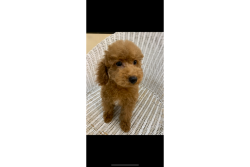 成約済の北海道のトイプードル-133992の10枚目