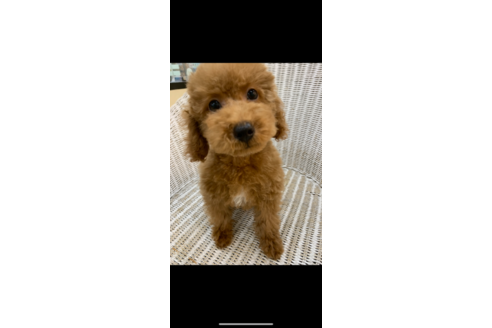 成約済の北海道のトイプードル-133992の9枚目