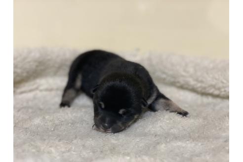 成約済の岡山県の豆柴-139548の1枚目