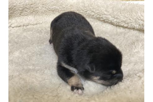 成約済の岡山県の豆柴-139548の2枚目