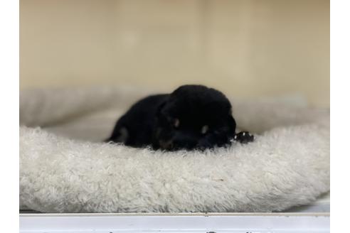 成約済の岡山県の柴犬-139550の1枚目