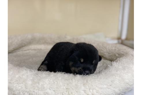 成約済の岡山県の柴犬-139550の2枚目
