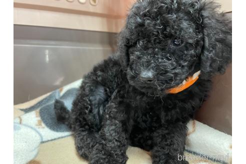 成約済の愛媛県のトイプードル-139608の4枚目