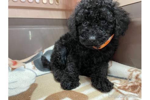 成約済の愛媛県のトイプードル-139608