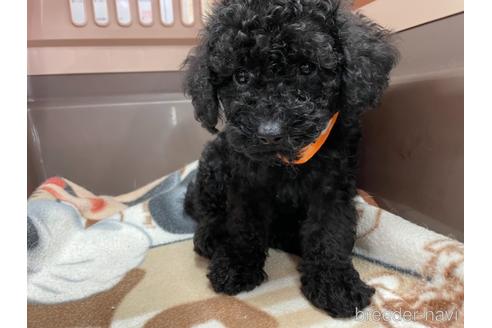 成約済の愛媛県のトイプードル-139608の2枚目