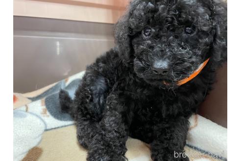 成約済の愛媛県のトイプードル-139608の3枚目