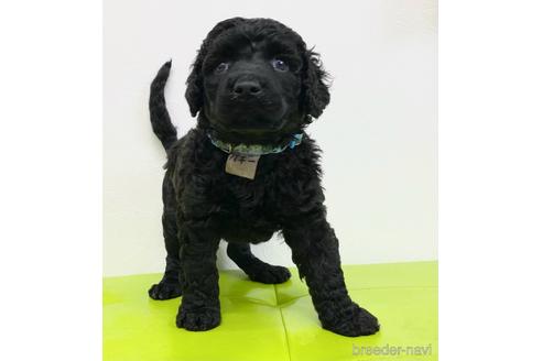 成約済の東京都のミックス犬-138219