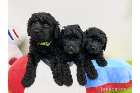 成約済の東京都のミックス犬-138219の9枚目