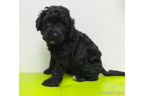 成約済の東京都のミックス犬-138219の8枚目