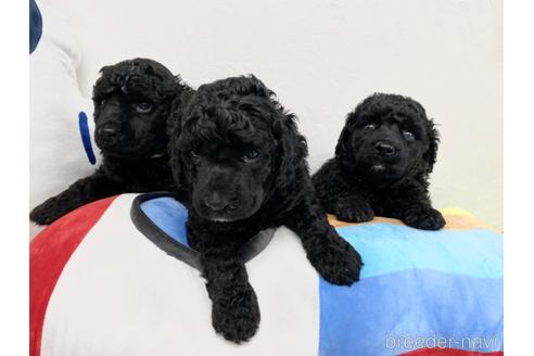 成約済の東京都のミックス犬-138219の5枚目