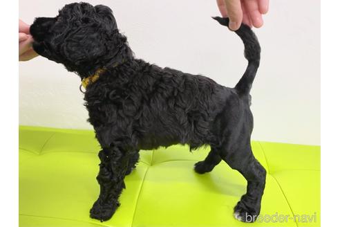 成約済の東京都のミックス犬-138219の6枚目
