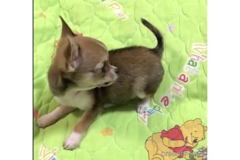 成約済の神奈川県のチワワ(スムースコート)-138126の23枚目