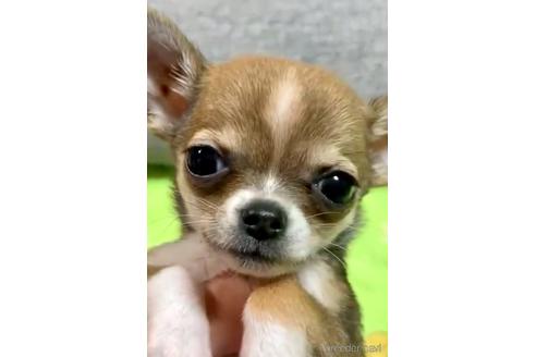 成約済の神奈川県のチワワ(スムースコート)-138126の21枚目