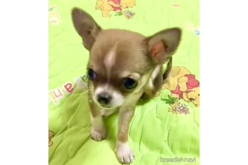 成約済の神奈川県のチワワ(スムースコート)-138126の19枚目