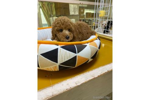 成約済の福岡県のトイプードル-139619の4枚目