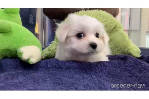 成約済の東京都のマルチーズ-139640の2枚目