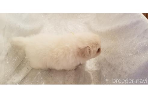 成約済の岡山県のペキニーズ-138586の4枚目