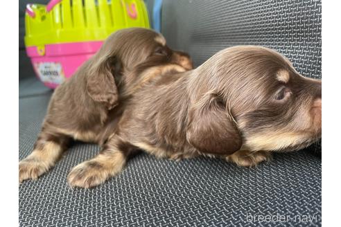 成約済の広島県のミニチュアダックスフンド(ロングヘアード)-137813の9枚目