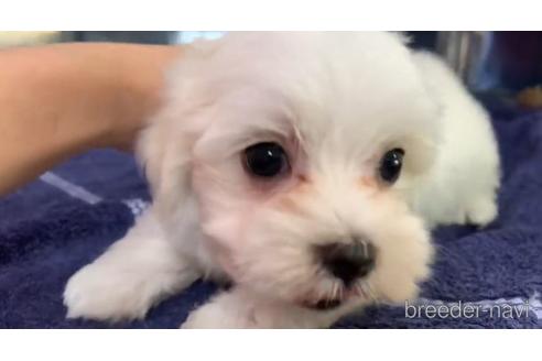 成約済の東京都のマルチーズ-139645の2枚目